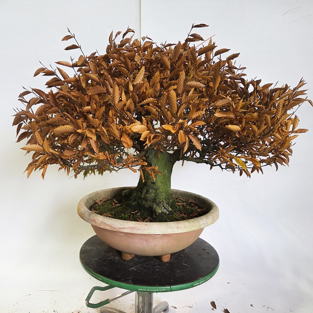 Kültéri bonsai - Fagus crenata