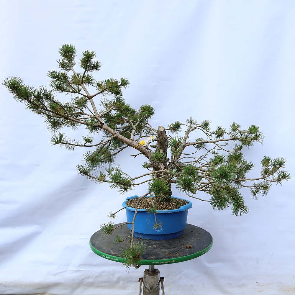 Pinus sylvestris Spanyolország – erdei fenyő