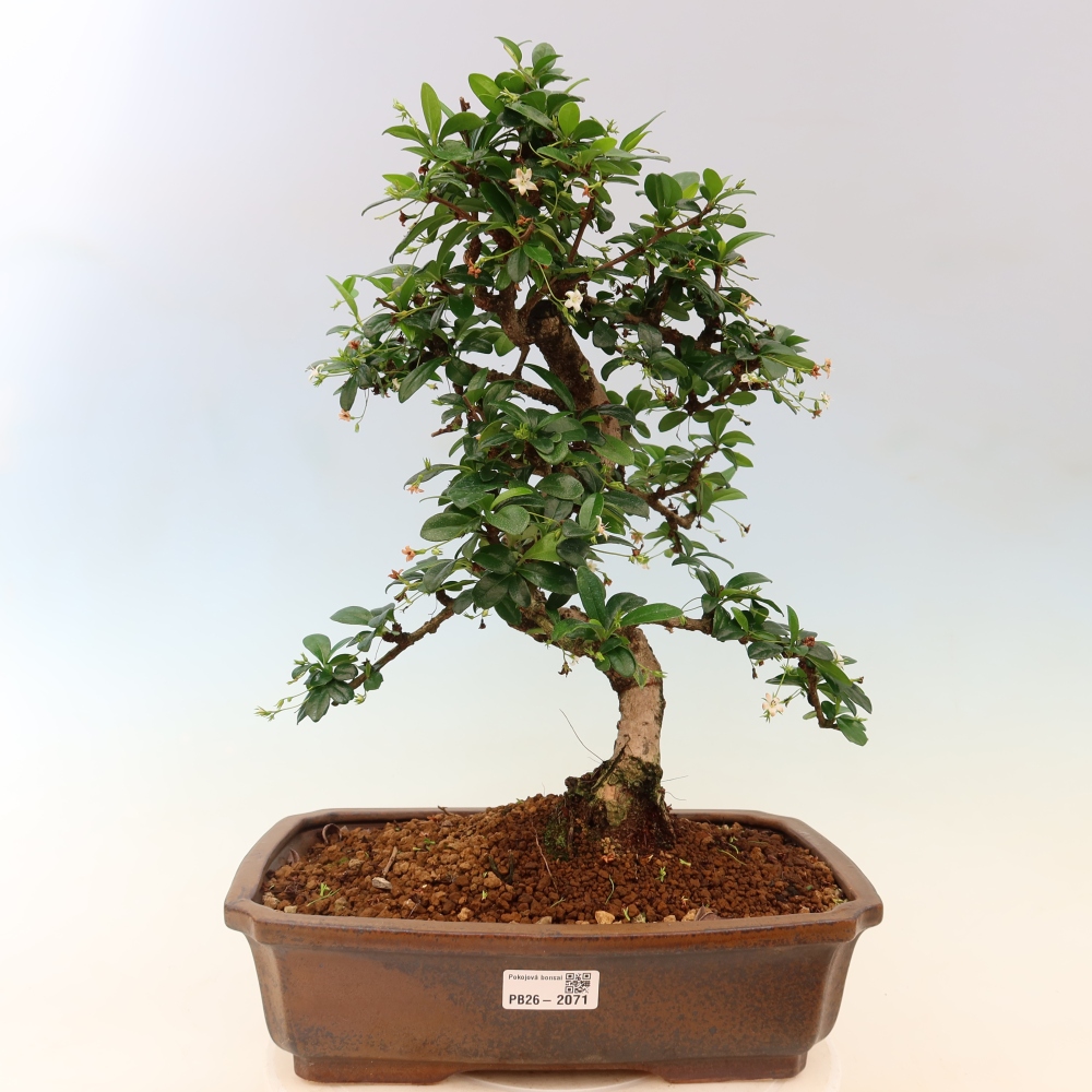 Szobai bonsai - Carmona macrophylla - Tea fuki