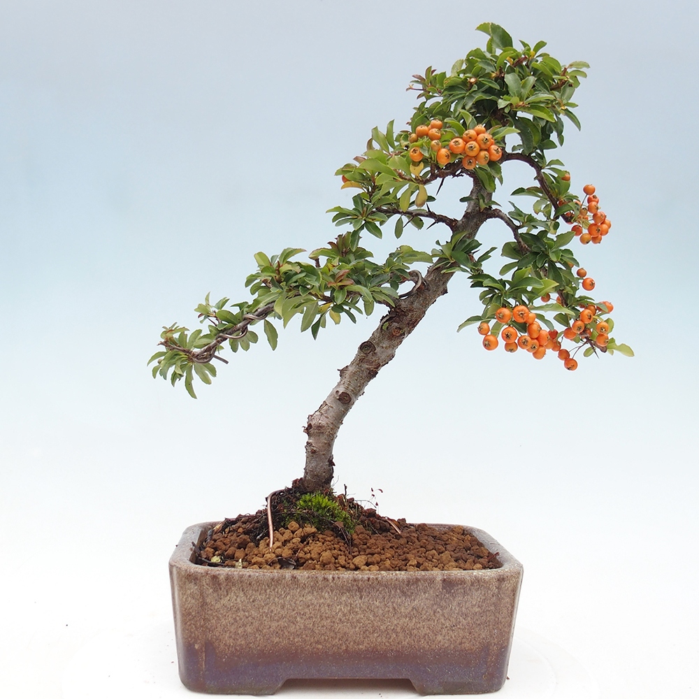 Kültéri bonsai-Pyracantha Teton - Hlox