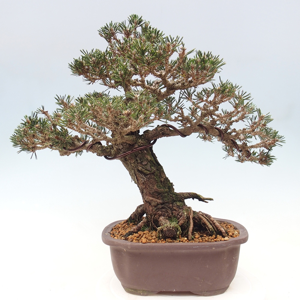 Kültéri bonsai - Pinus thunbergii Kotobuki - Thunberg fenyő