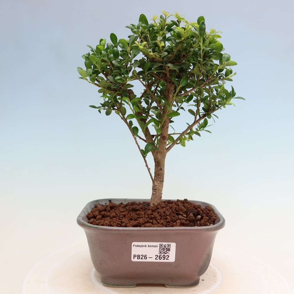 Szobai bonsai - Ilex crenata - Holly