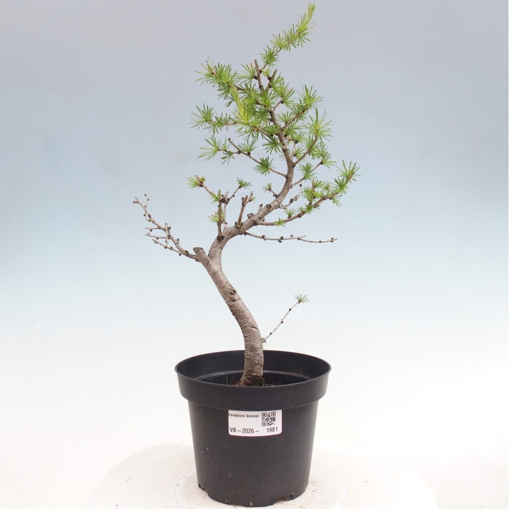 Kültéri bonsai - Larix decidua - vörösfenyő