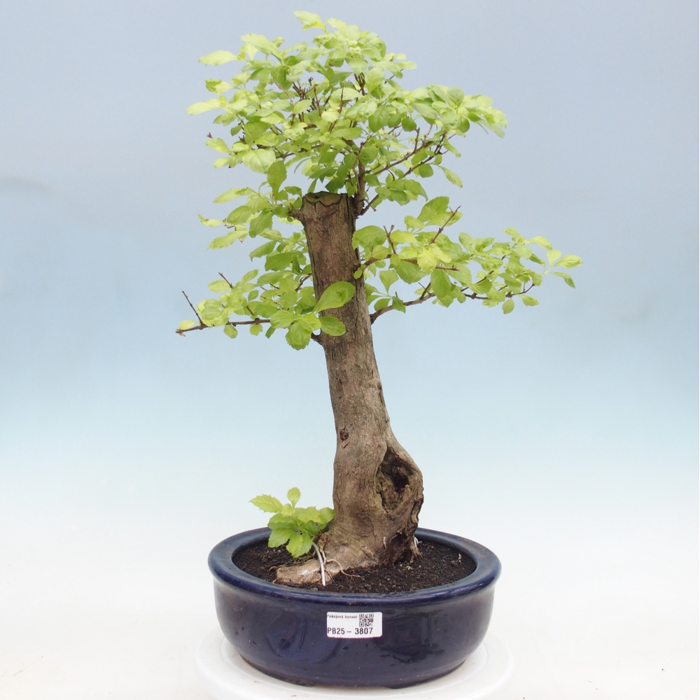 Szobai bonsai - Duranta erecta Aurea