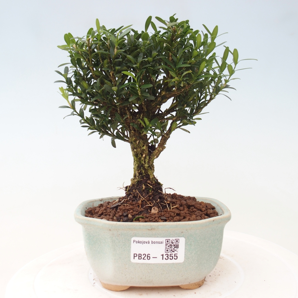 Szobai bonsai - Buxus harlandii - parafa buxus