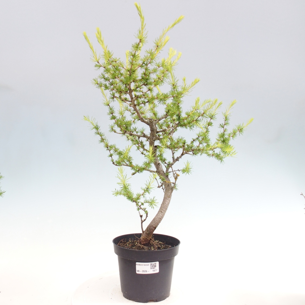Kültéri bonsai - Larix decidua - vörösfenyő