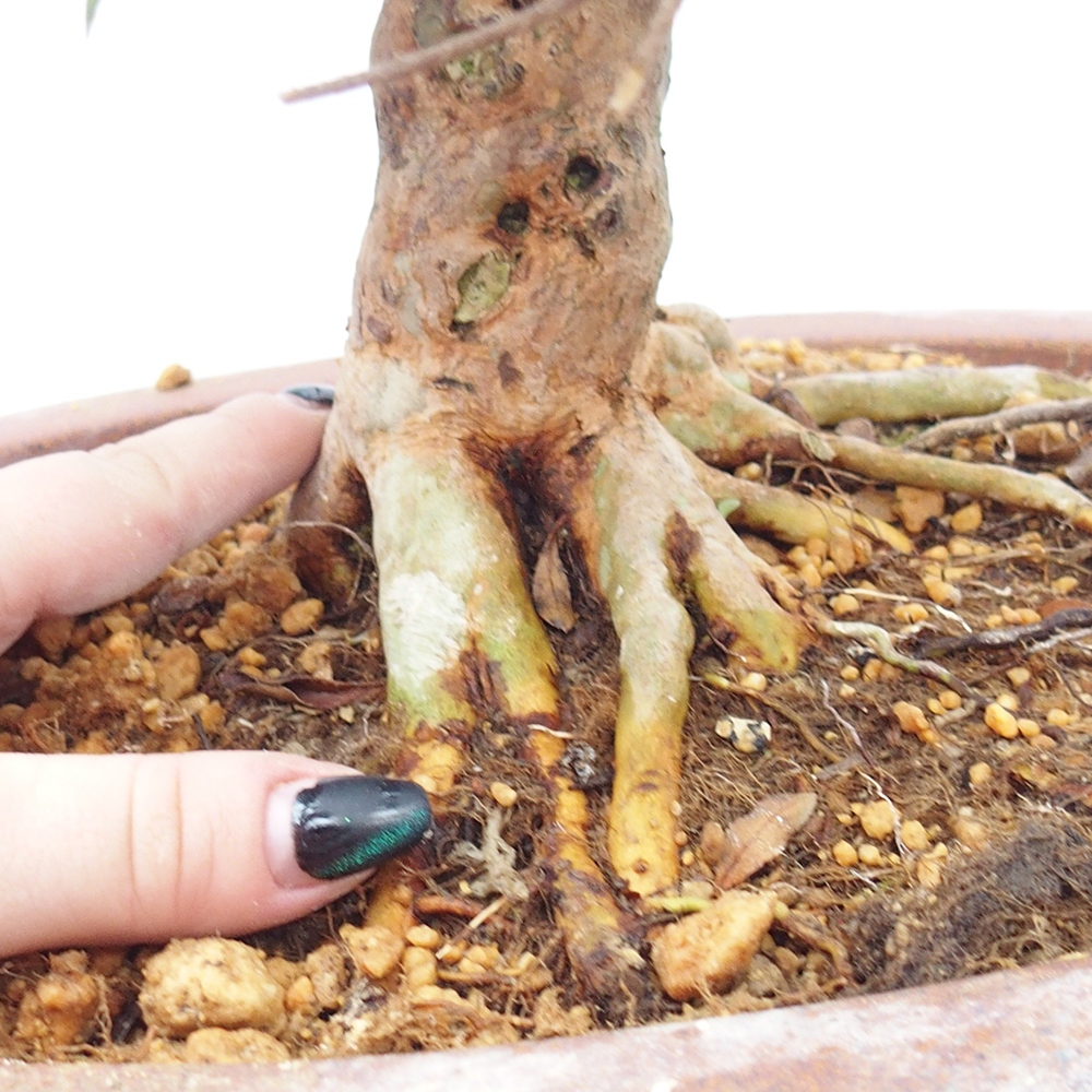Kültéri bonsai - Japán azálea - Azalea Hanatsuzuri