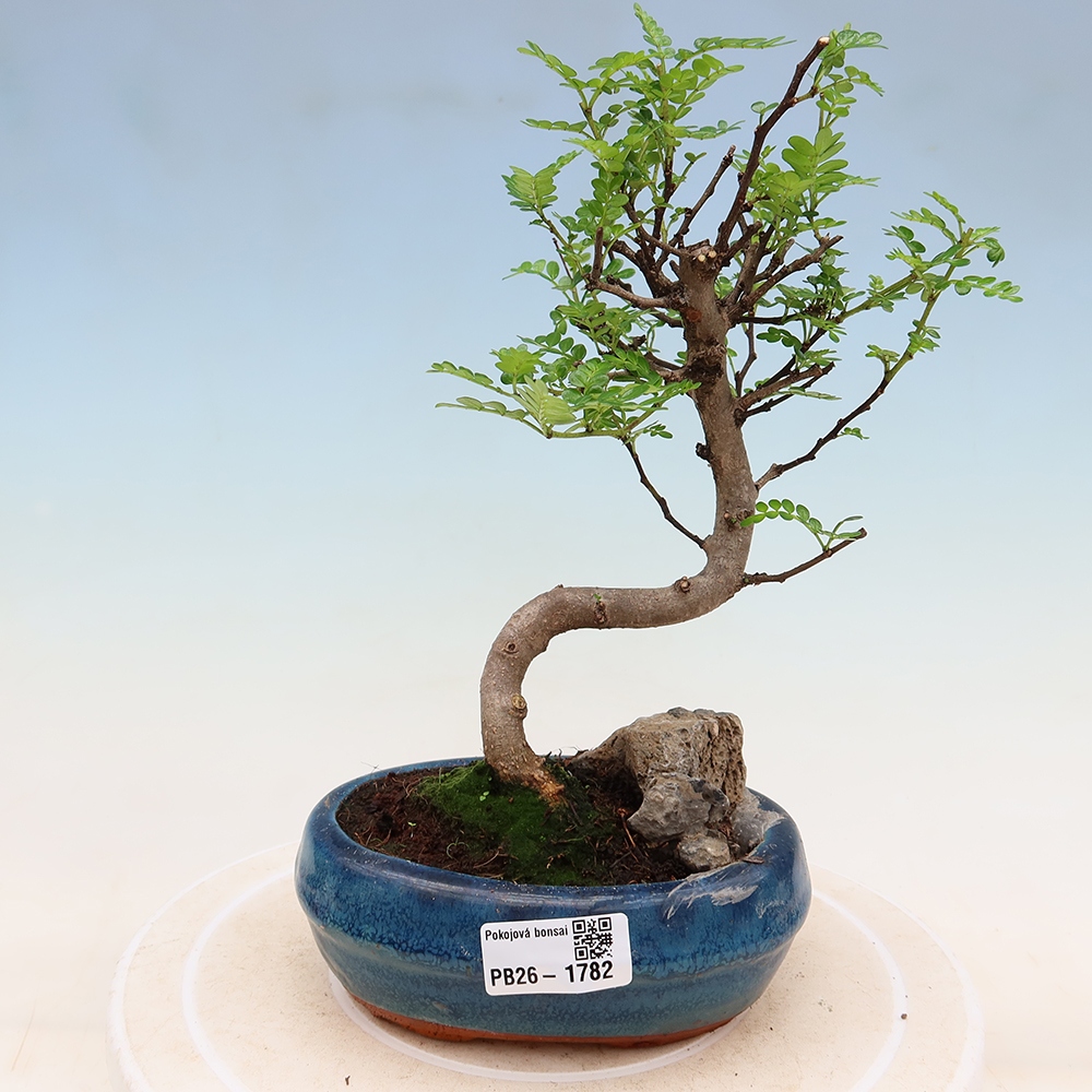Szobai bonsai - Zantoxylum piperitum - borsfa