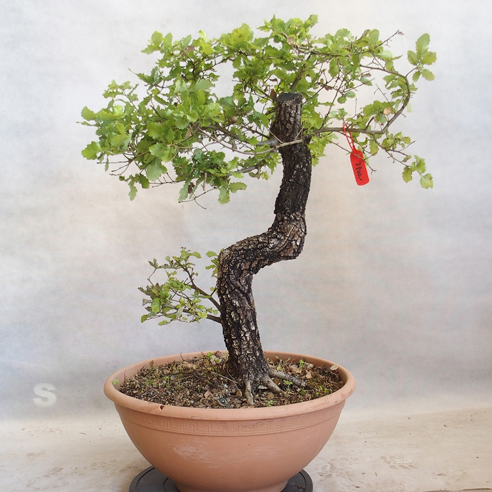 Kültéri bonsai Quercus Cerris - Tölgy Cer