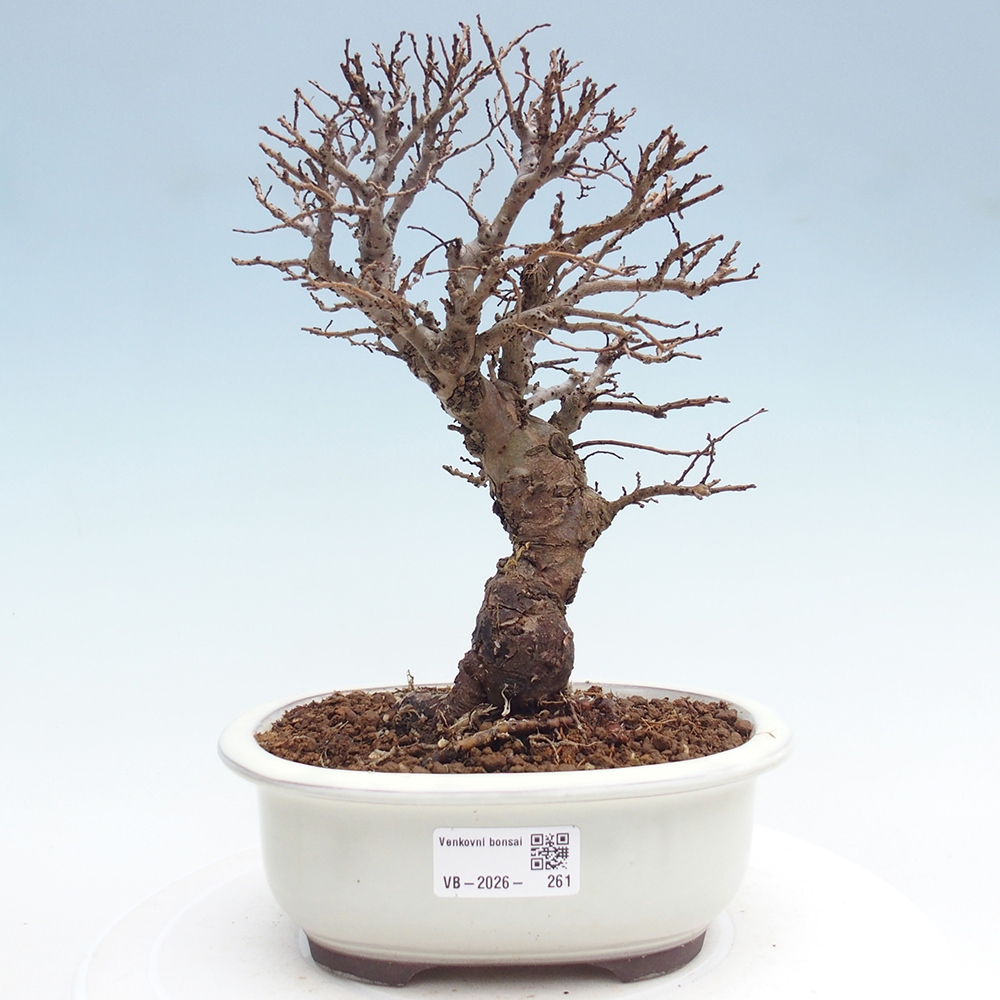 Kültéri bonsai - Zelkova - Zelkova NIRE
