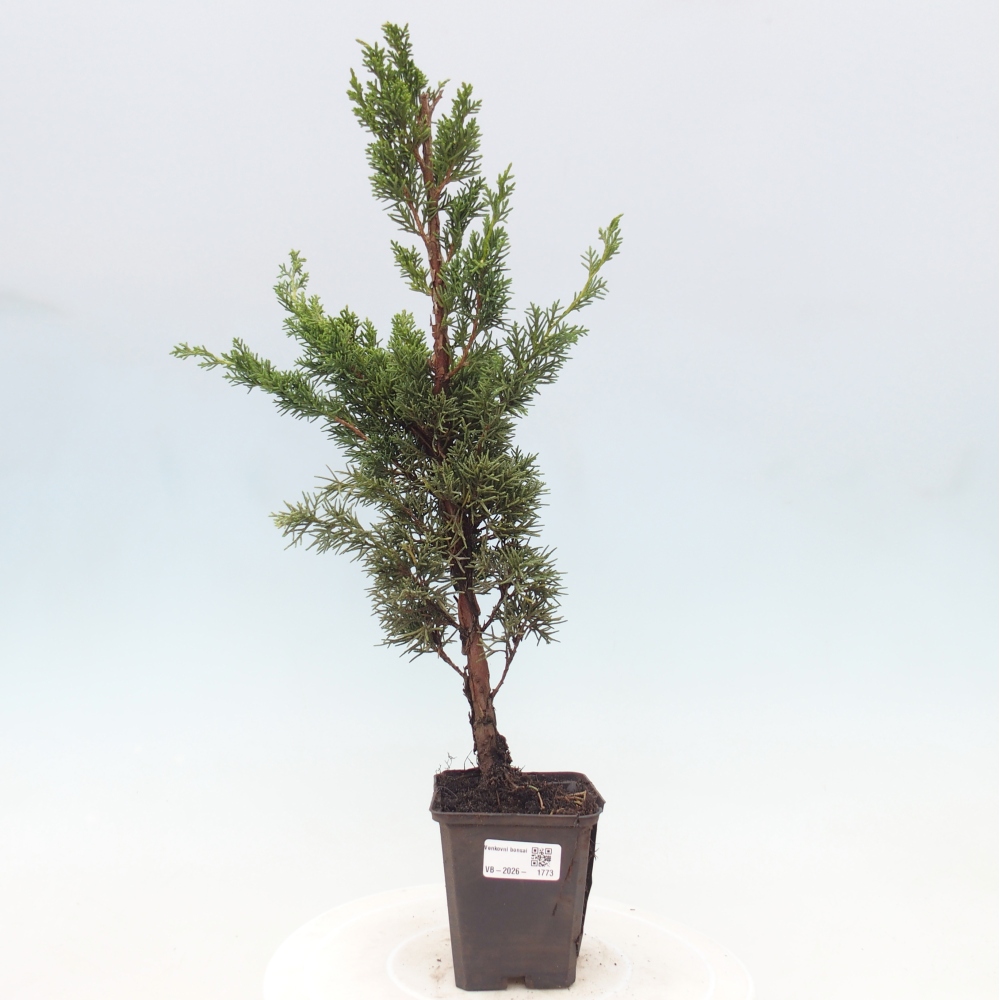Kültéri bonsai - Juniperus chinensis Kishu