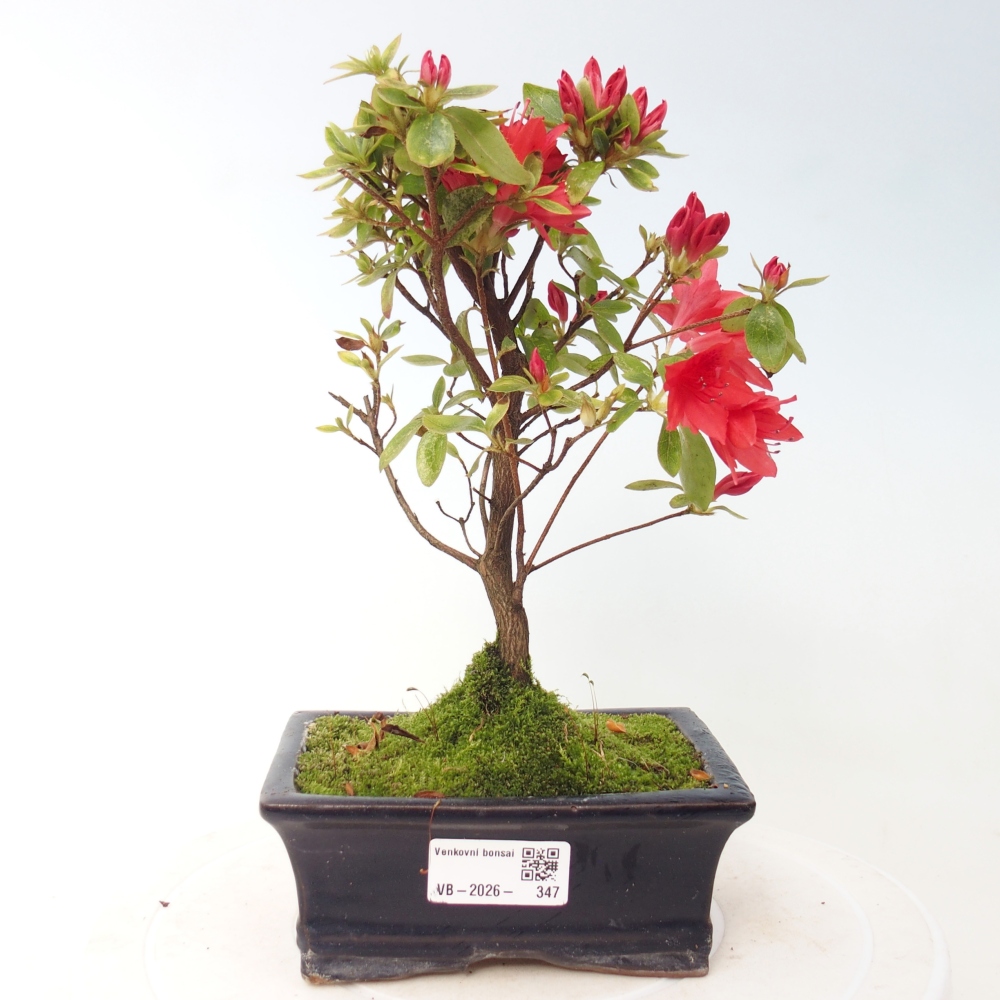 Kültéri bonsai - japán azálea - Azalea sp.