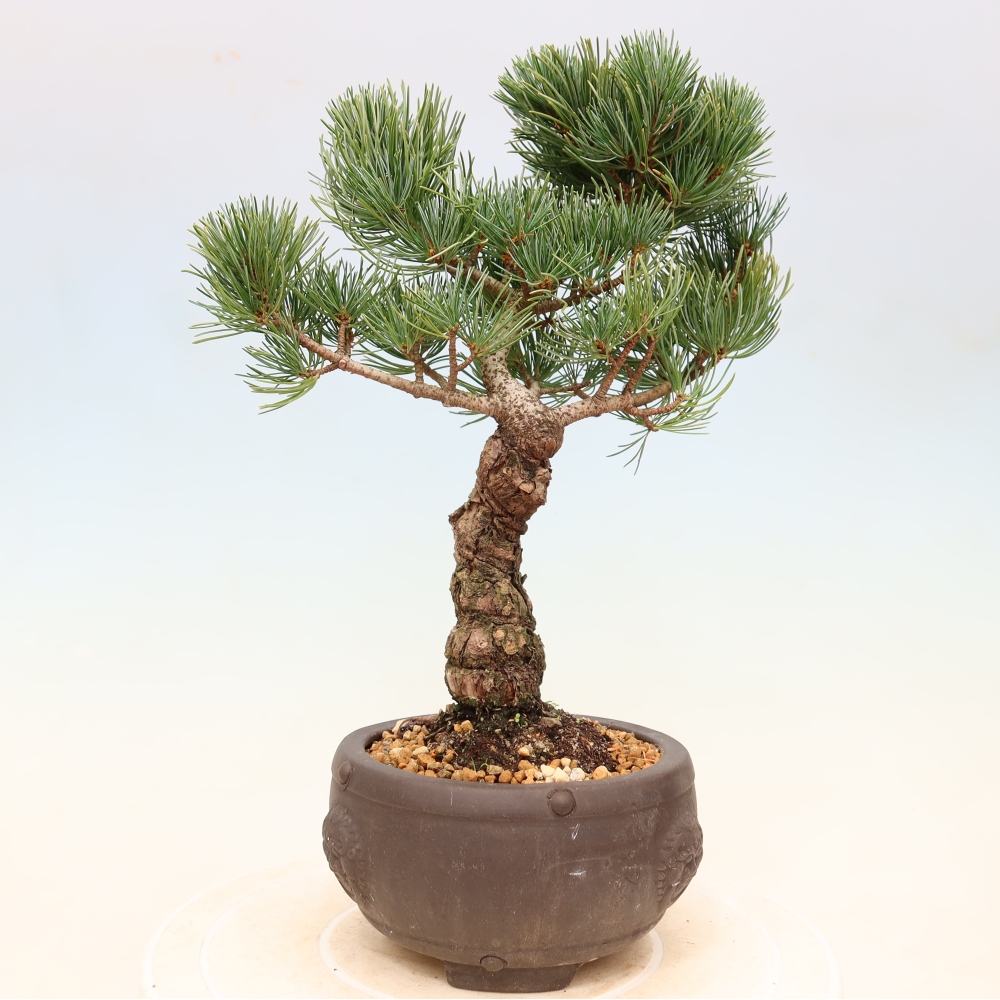 Kültéri bonsai - Pinus parviflora - Pinus parviflora