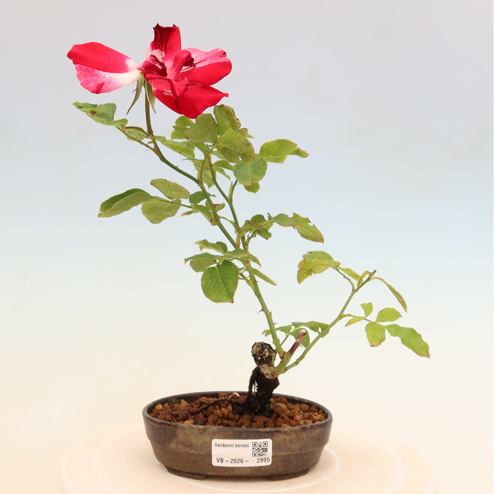 Kültéri bonsai - Rosa Kordes - rózsa