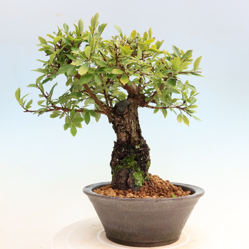 Kültéri bonsai - Zelkova - Zelkova NIRE