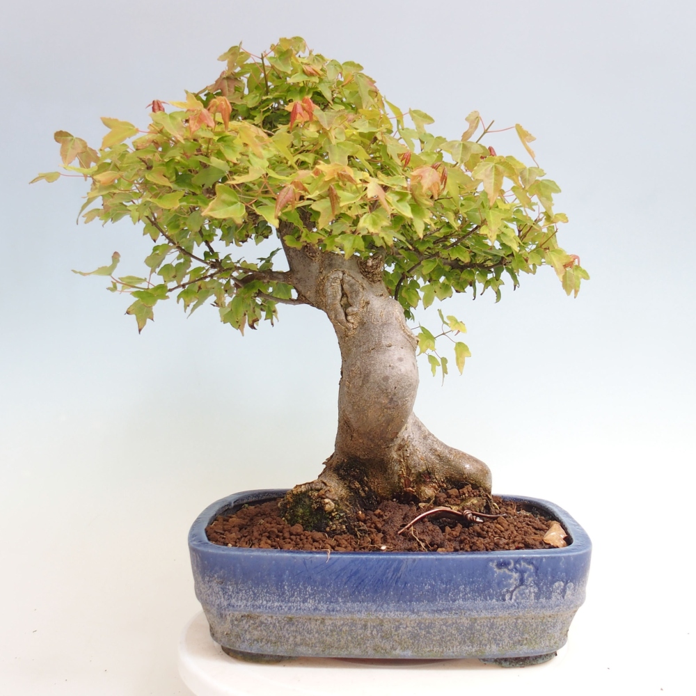 Kültéri bonsai - Acer Buergerianum - Burger juhar