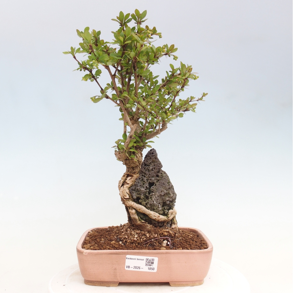 Kültéri bonsai - Berberis coreana