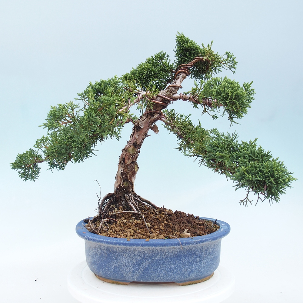 Kültéri bonsai - Juniperus chinensis Kishu