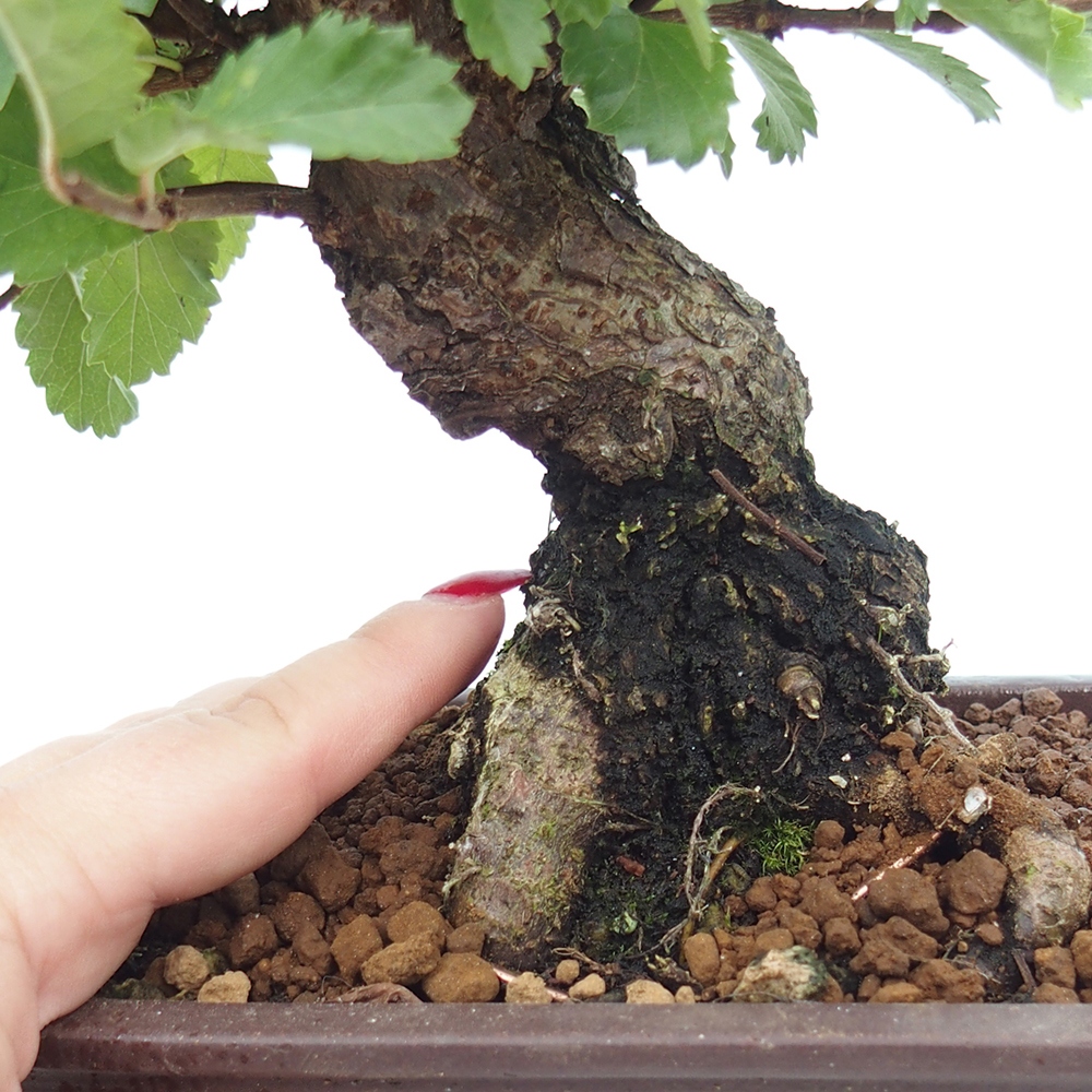 Kültéri bonsai - Zelkova - Zelkova NIRE