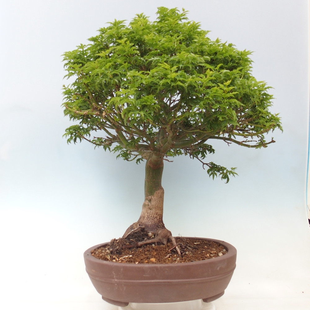 Kültéri bonsai -Javor pálma Acer palmatum Shishigashira