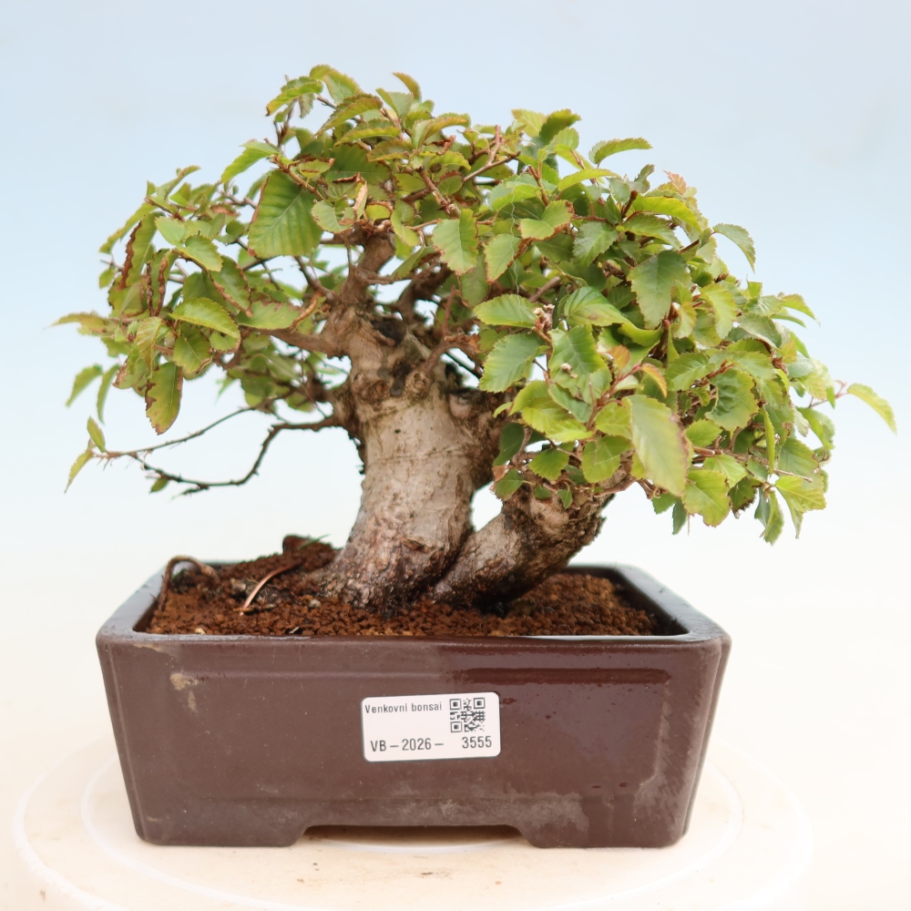 Kültéri bonsai -Carpinus CARPINOIDES - Koreai gyertyánfa