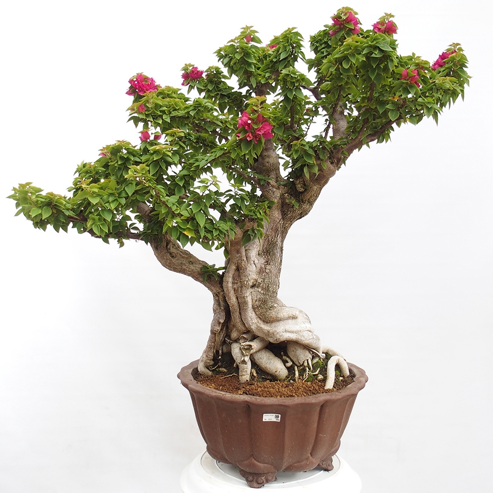 Szoba bonsai - Bouganwilea