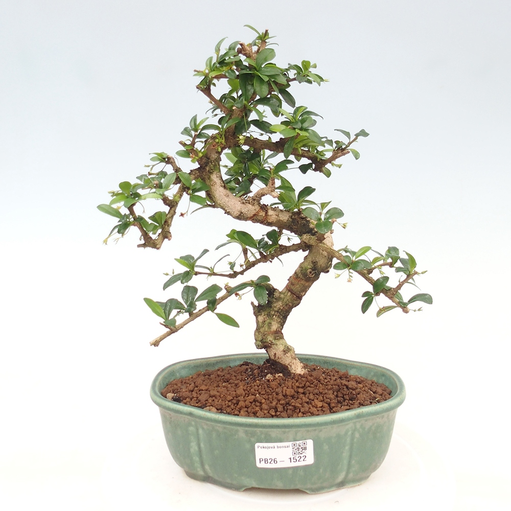 Szobai bonsai - Carmona macrophylla - Tea fuki