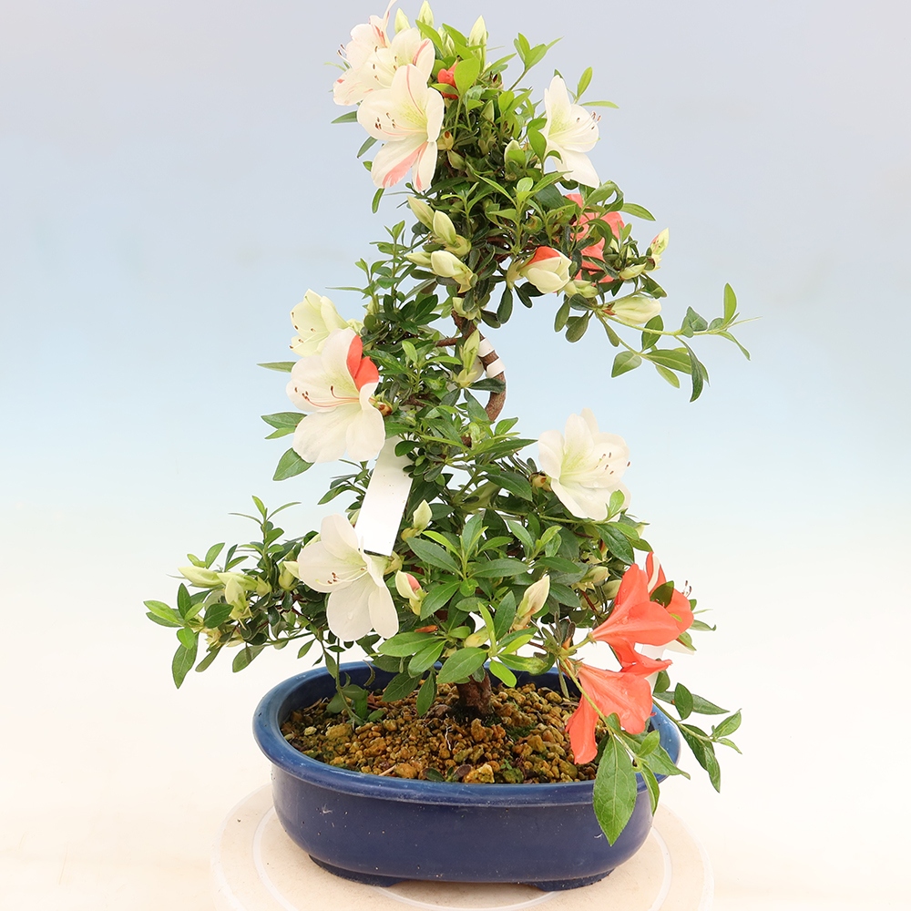 Kültéri bonsai - Japán azálea - Azálea Asahi-no-izumi