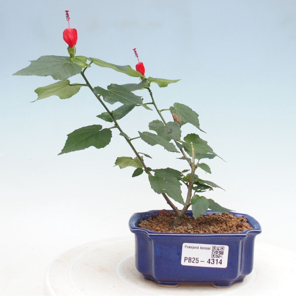 Beltéri bonsai - Malvaviscus arboreus