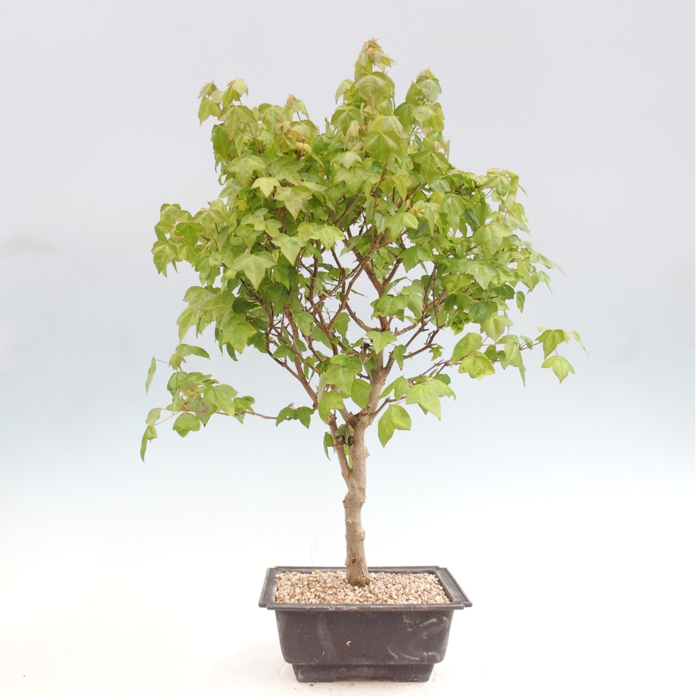 Kültéri bonsai - Acer Buergerianum - Burger juhar