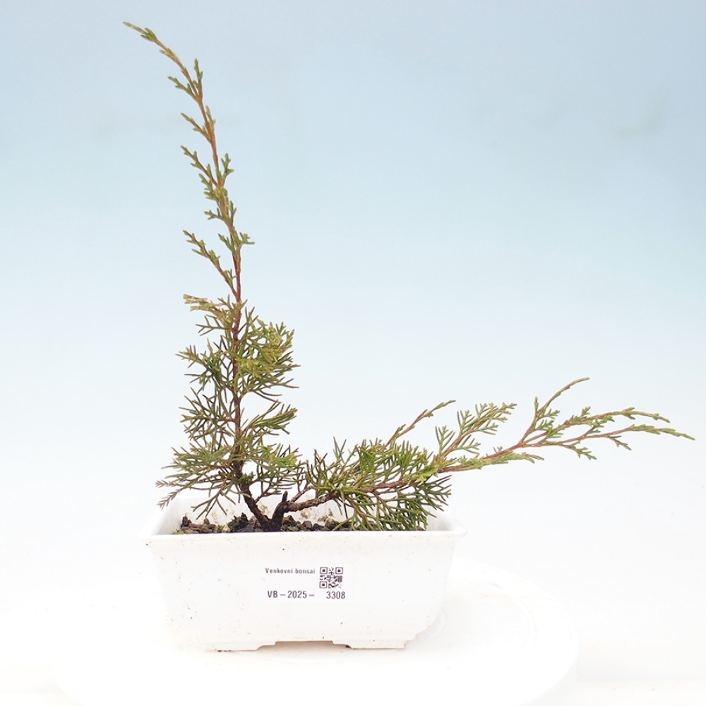 Kültéri bonsai - Juniperus chinensis Itoigawa
