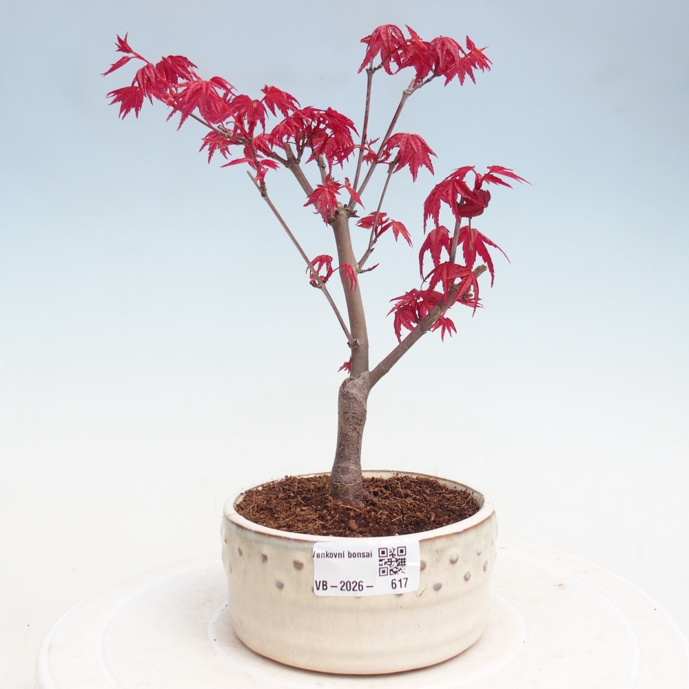 Kültéri bonsai - Acer palmatum DESHOJO