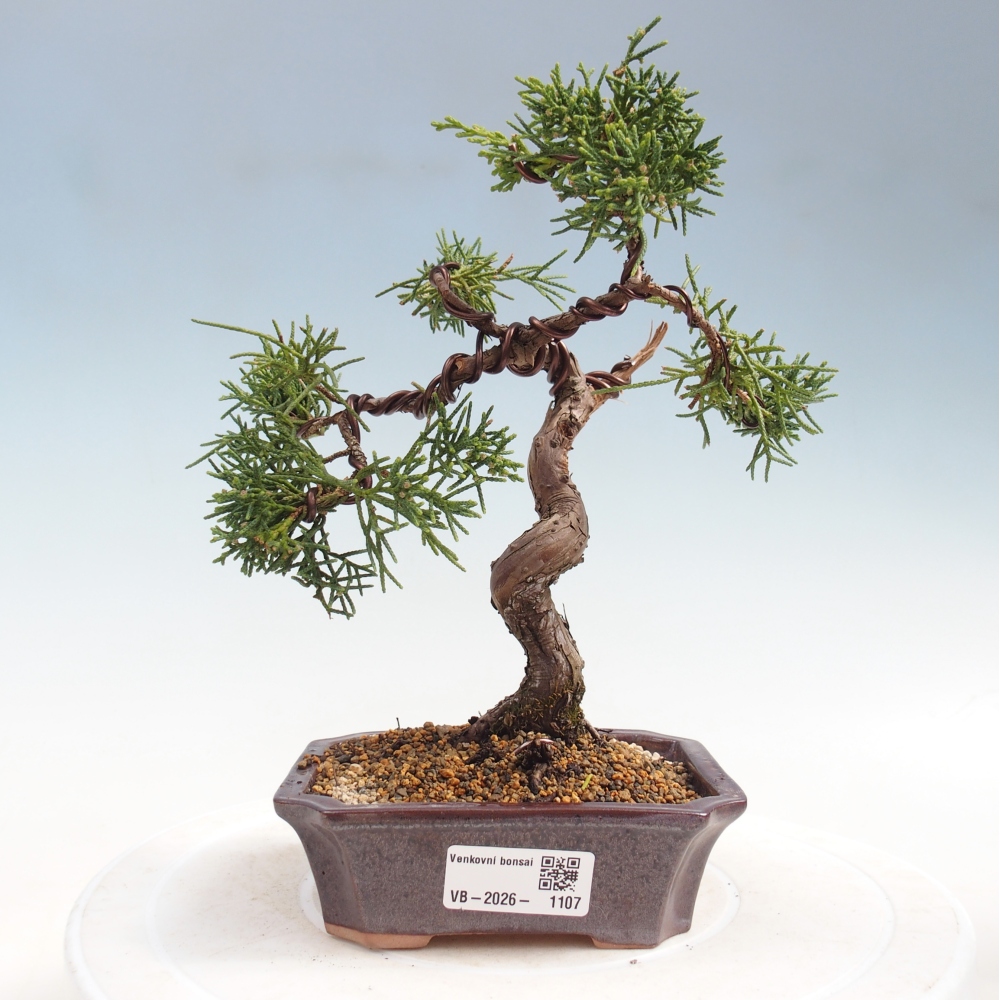 Kültéri bonsai - Juniperus chinensis Kishu