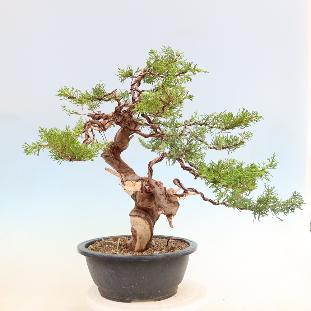 Kültéri bonsai - Juniperus chinensis Itoigawa-Juniperus chinensis