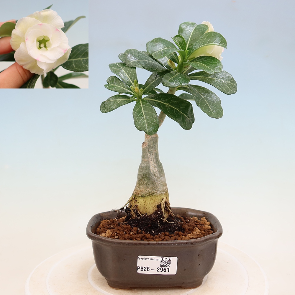 Szobabonsai – Adenium obesum, V.F.S.407-es oltvány – Sivatagi rózsa