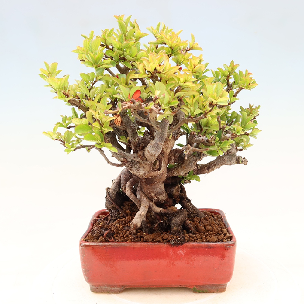 Kültéri bonsai - Chaneomeles speciosa Chojubai