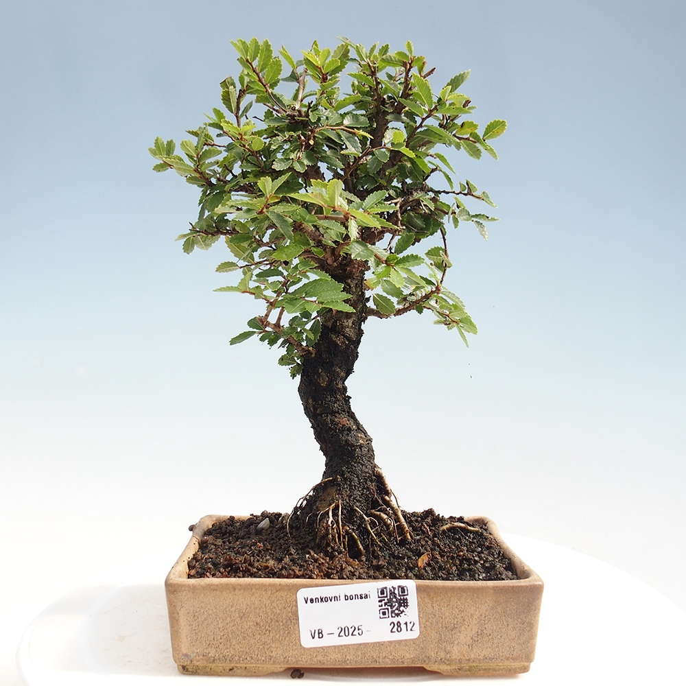 Kültéri bonsai - Zelkova - Zelkova NIRE