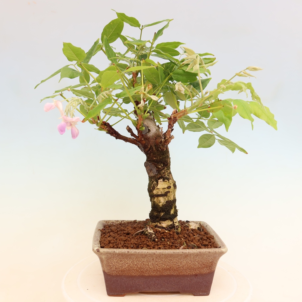 Kültéri bonsai - Wisteria floribunda