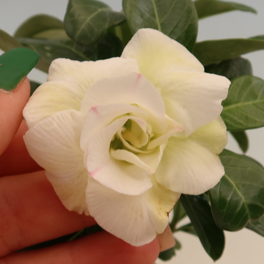 Szobabonsai – Adenium obesum, V.F.S.407-es oltvány – Sivatagi rózsa