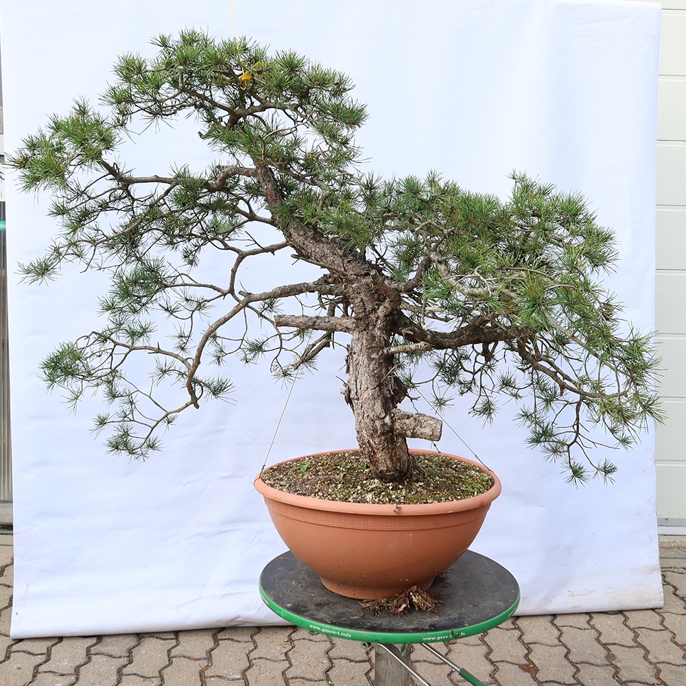 Pinus sylvestris Spanyolország – erdei fenyő