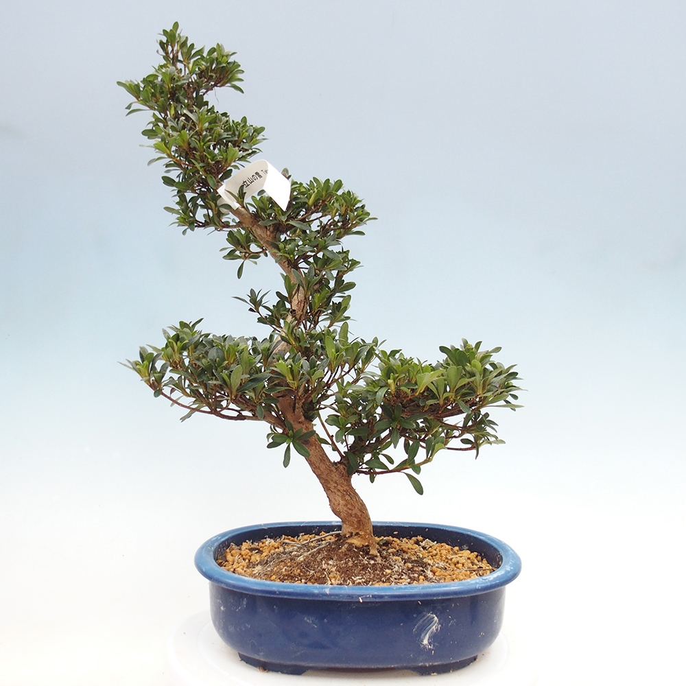 Kültéri bonsai - japán azálea - Azálea Tateyama-no-Yuki