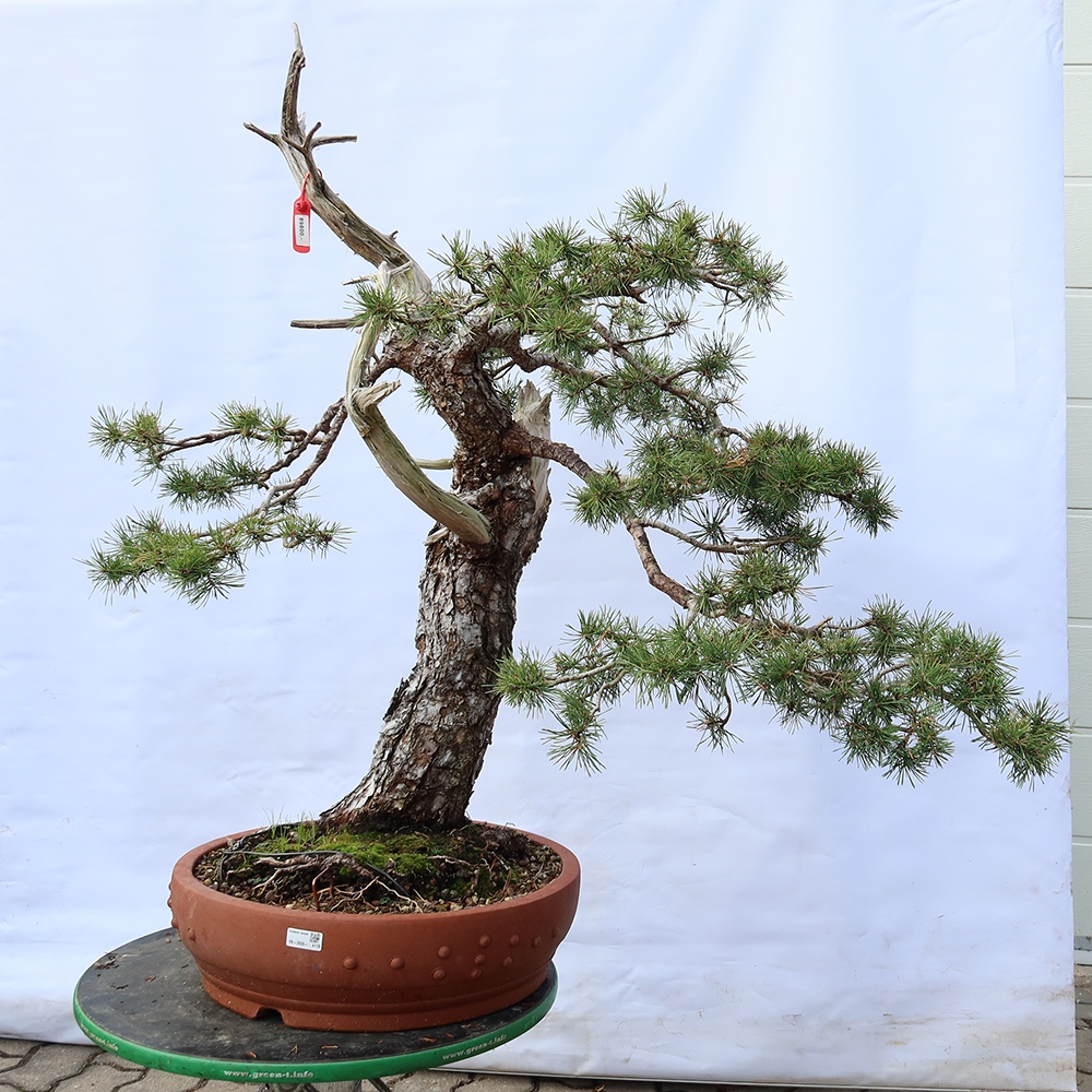 Pinus sylvestris Spanyolország – erdei fenyő