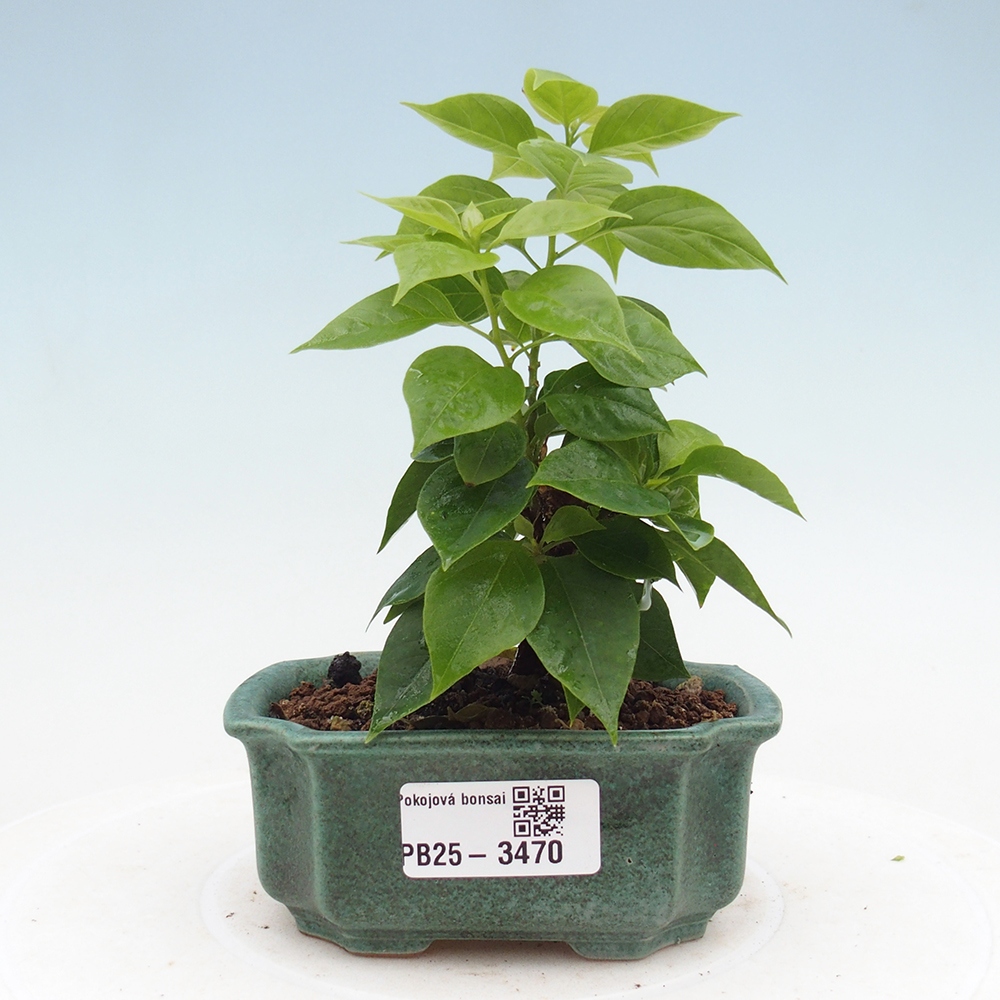 Szoba bonsai - Bouganwilea