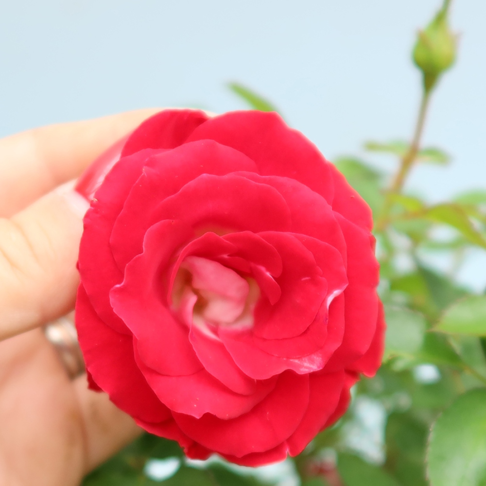Kültéri bonsai - Rosa Kordes - rózsa