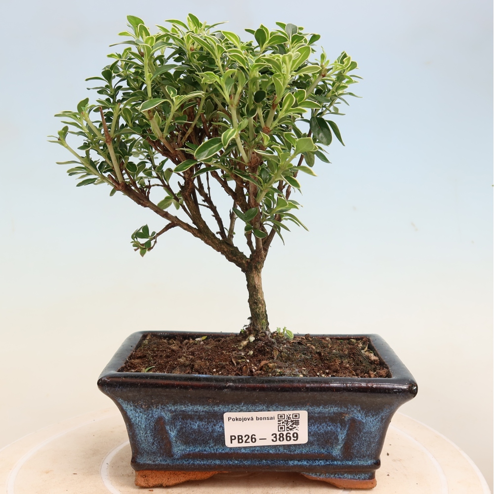 Szobai bonsai - Serissa foetida Variegata - Az ezer csillag fája
