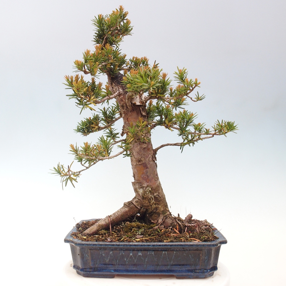 Kültéri bonsai - Taxus cuspidata - japán tiszafa