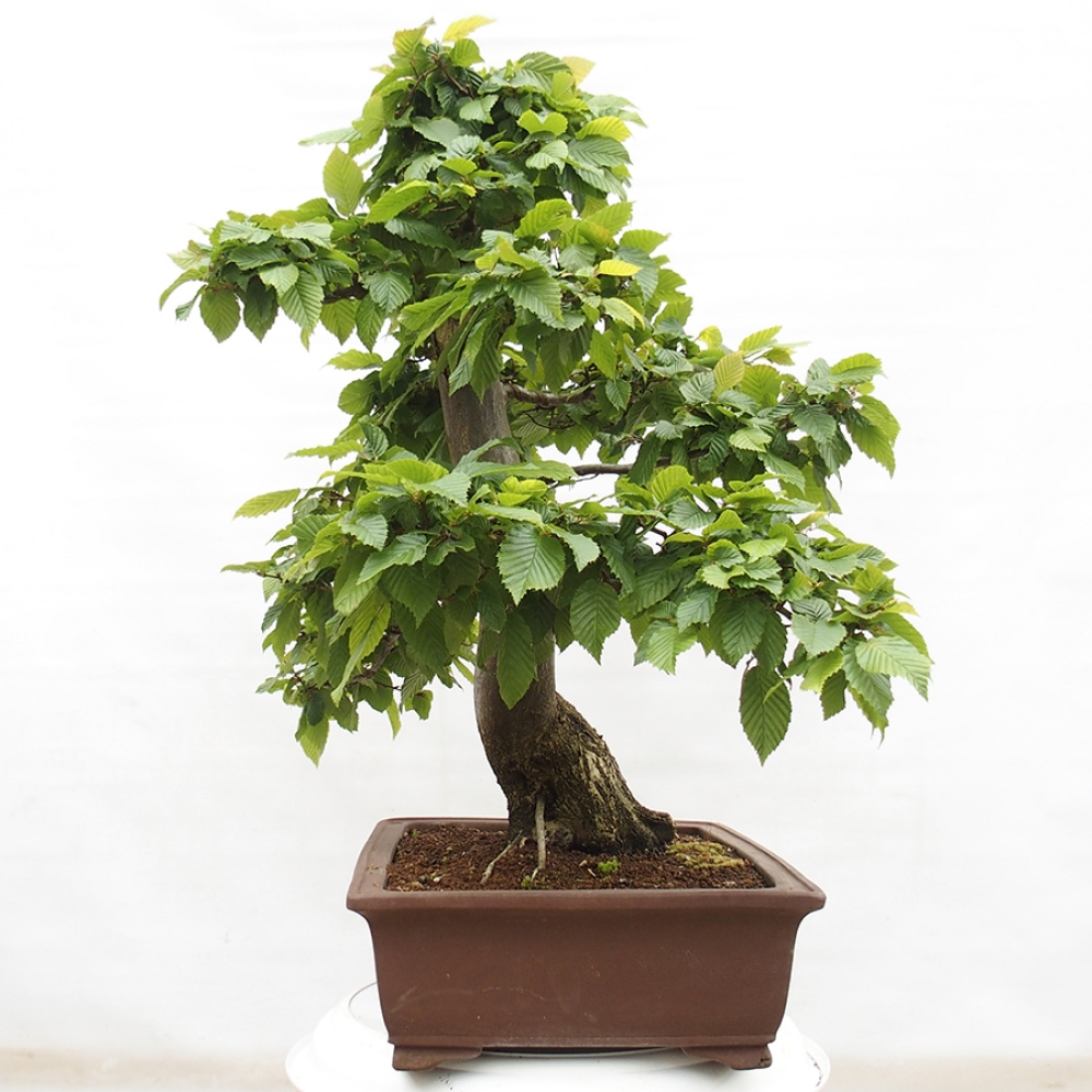 Kültéri bonsai - gyertyán - Carpinus betulus