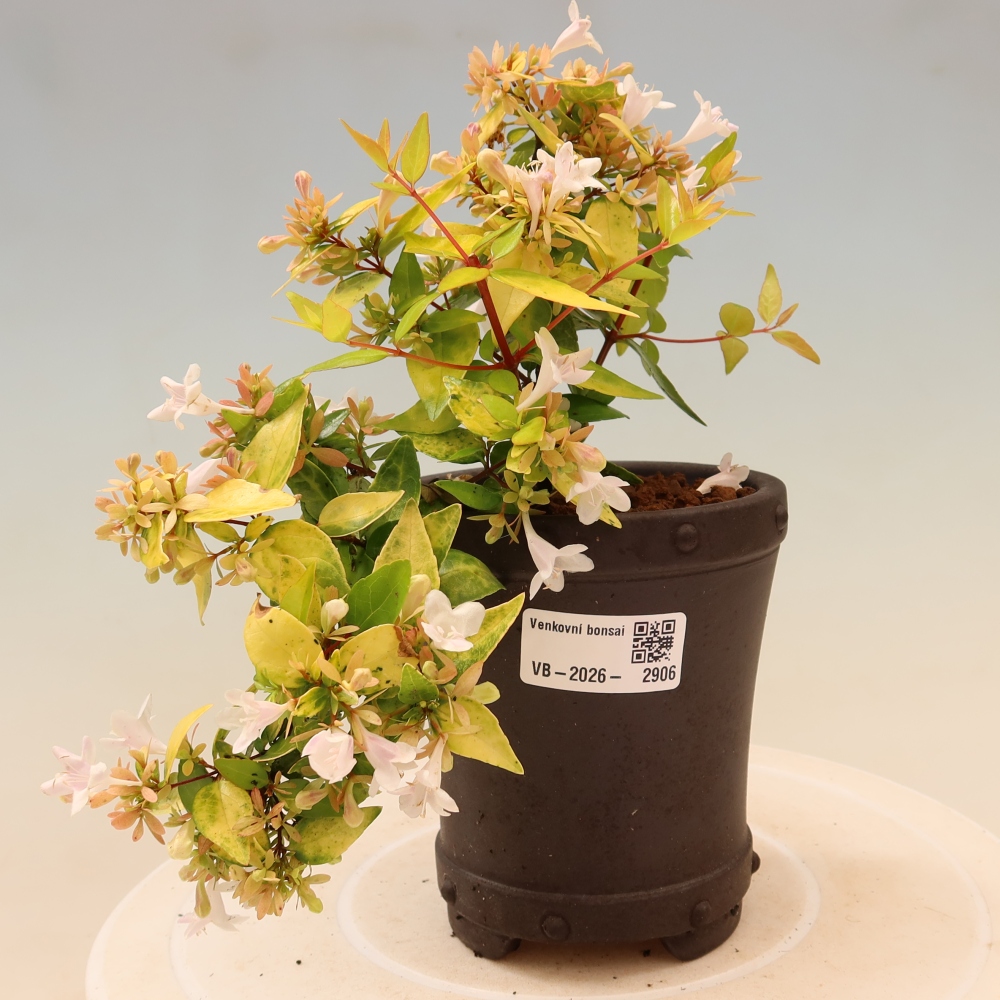 Kültéri bonsai – Abelia gr. Kleidoscope – Nagyvirágú abélia