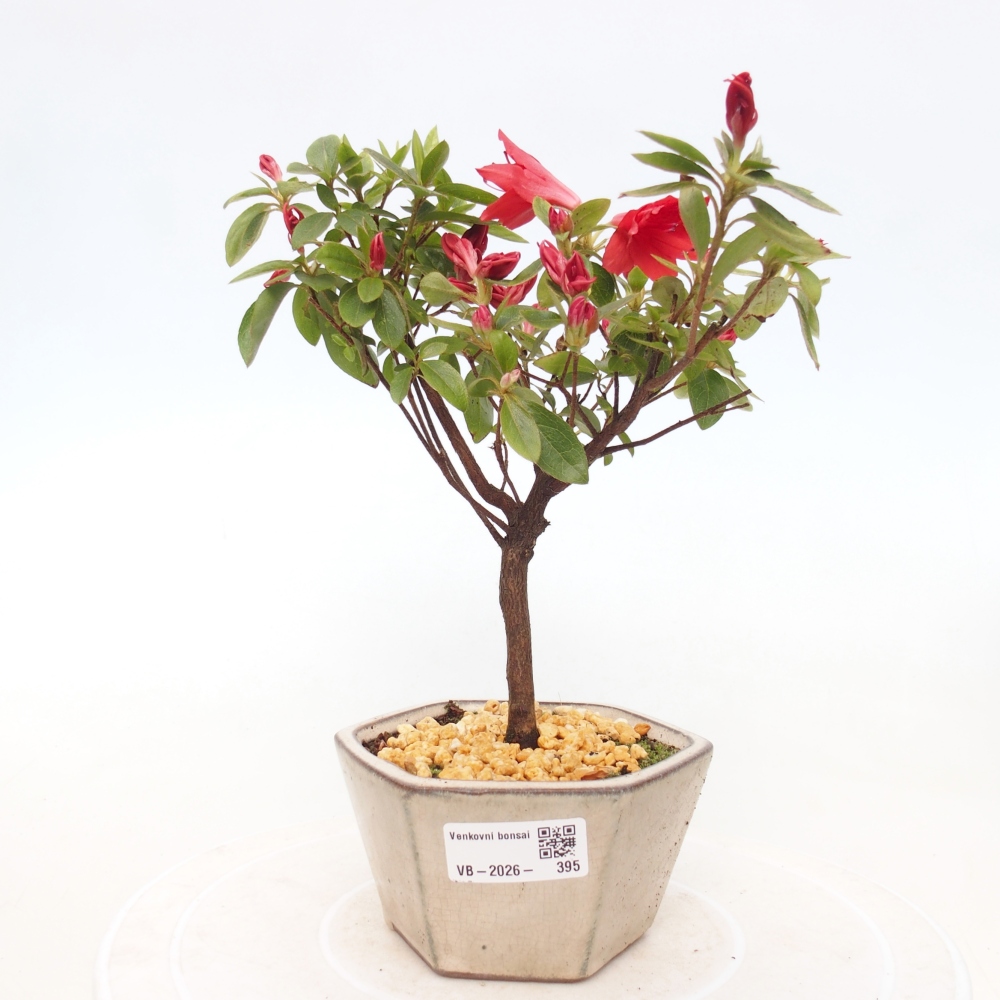 Kültéri bonsai - japán azálea - Azalea sp.