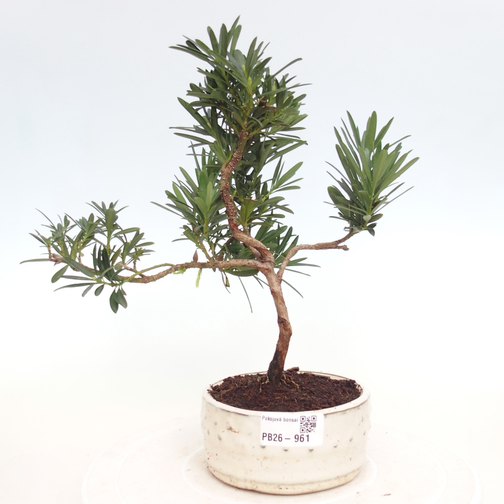 Szobai bonsai - Podocarpus - Kőtiszafa